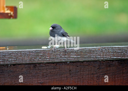 Dark-eyed Junco male standing on rail near bird feeder Stock Photo