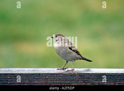 House Sparrow female standing on rail in profile looking left Stock Photo