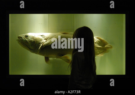 Young visitor examines a coelacanth (Latimeria chalumnae) in the Natural History Museum in London, Great Britain Stock Photo