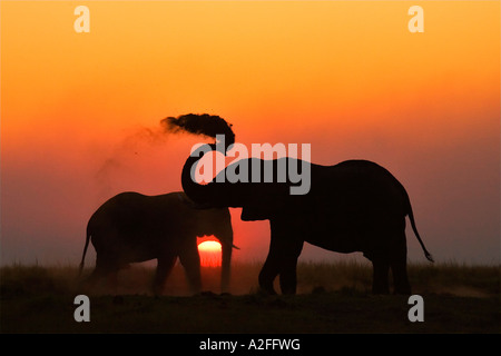 African elephants (Loxodonta africana) sunset. Chobe National Park, Botswana, Africa Stock Photo