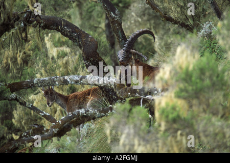 Walia Ibex (Capra walie) Semien Mountain National Park, Ethiopia Stock Photo