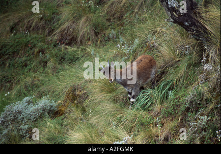 Walia Ibex (Capra walie) Semien Mountain National Park, Ethiopia Stock Photo