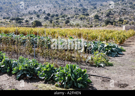 Vegetable patches in Katharo Plateau, (Katharos Plateau) near Kritsa, Eastern Crete, Greece Stock Photo