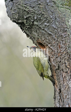 Green Woodpecker in front of a nest hole in a old cherry tree Stock Photo