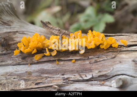 Orange Jelly Cap (Dacrymyces palmatus), Poet's Walk, Red Hook, New York Stock Photo