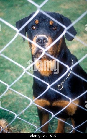 Black rottweiler dog behind a fence Stock Photo