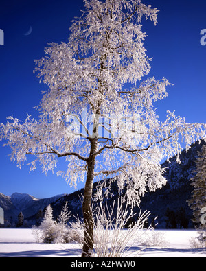 DE - BAVARIA: Winter Scene near Ettal Stock Photo