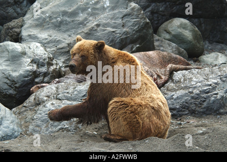 Asia, Russia, Russian Far East, Kamchatkan Peninsula. Brown bear Stock Photo