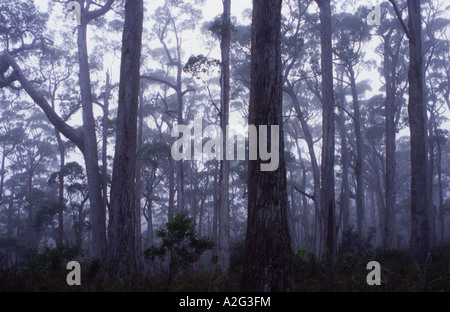 Wet Eucalypt Forest on the Tasman Peninsular Tasmania Australia Stock Photo