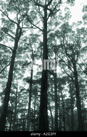 Wet Eucalypt Forest on the Tasman Peninsular Tasmania Australia Stock Photo