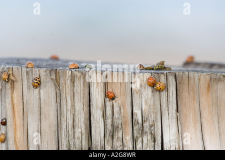 Lady bugs crawling on piling Stock Photo
