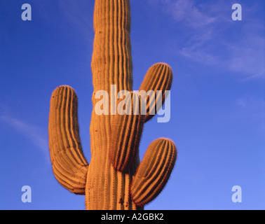 Multi armed saguaro cactus against a blue sky in the evening, Organ Pipe Cactus Nat'l Monument, AZ Stock Photo