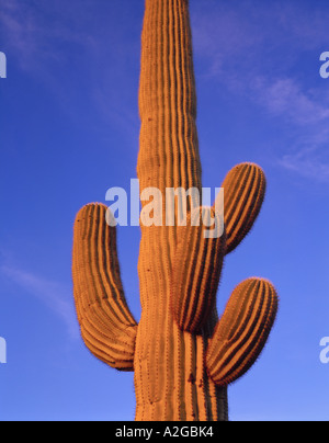 Multi armed Giant Saguaro cactus against a blue evening sky, Organ Pipe Cactus Nat'l Monument, AZ Stock Photo