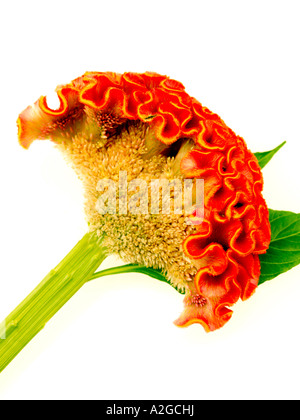 A Single Bloom Beautiful Delicate Flame Red Celosia Flower Plume With No People Stock Photo