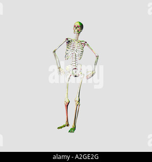 Human Skeleton Stock Photo