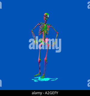 Human Skeleton Stock Photo