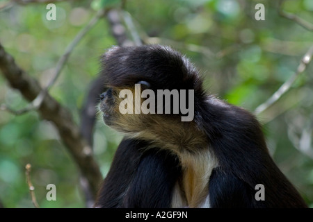 Geoffroy's spider monkey (Ateles geoffroyi) - head - profile aka Black-Handed Spider Monkey Stock Photo