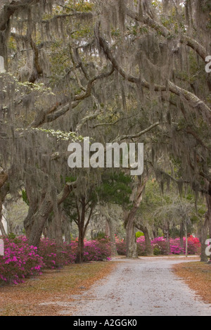 GA Savannah, Road through Historic Bonaventure Cemetery lined with moss draped oak, dogwoods and azaleas in spring Stock Photo