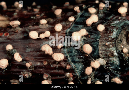 Fruiting bodies of coral spot fungus Nectria cinnabarina on dead wood Stock Photo