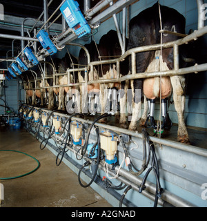 Close up of Line of Holstein Friesian cows being mechanically milked in a herringbone milking parlour Stock Photo