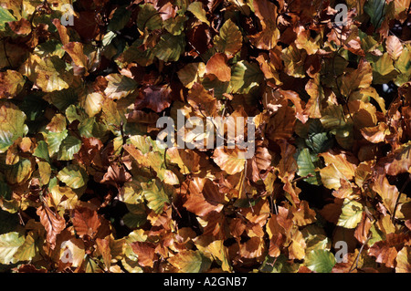 Beech leaves turning brown on a hedge in winter Stock Photo