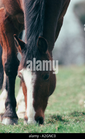 Close up of Horse grazing in field Stock Photo