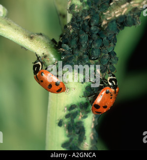 Predatory ladybird Hippodamia convergens feeding on bird cherry aphids Rhopalosiphum padi Stock Photo