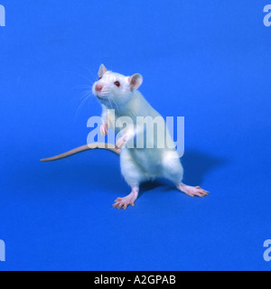 A white laboratory rat which is used in medical and toxicology research standing Stock Photo