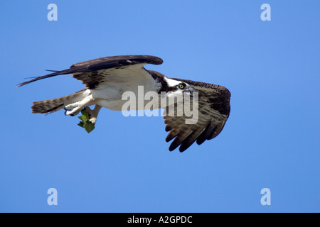 Osprey in flight Stock Photo