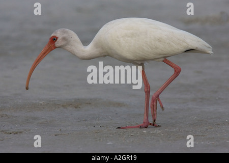 White Ibis looking for crabs on a beach in Florida. Stock Photo