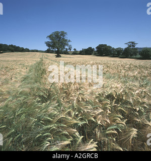 Looking along the tramlines of a ripening barley crop with blue summer sky Stock Photo