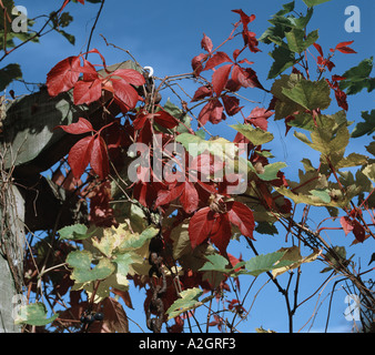 A Virginia creeper Parthenocissus quinquefolia and grapevine leaves in autumn colour against a blue October sky Stock Photo
