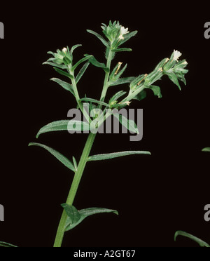 Field gromwell Lithospermum arvense flowering plant Stock Photo