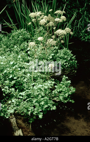 Lesser water parsnip Berula erecta flowering in a stream alongside water cress Stock Photo