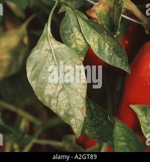 Oidium or powdery mildew Leveillula taurica on sweet pepper leaves Capsicum annuum Stock Photo