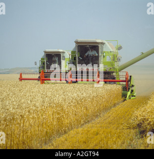 Two Claas combines harvesting a wheat crop in Oxfordshire Stock Photo