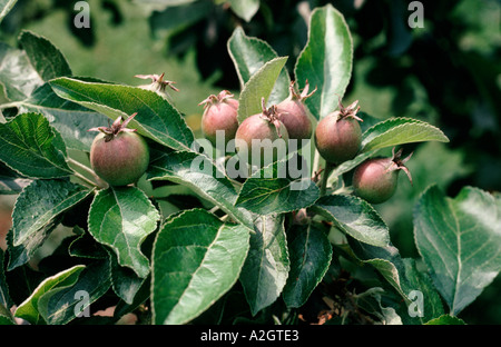 Young apple fruit at fruitlet stage growing on branch Stock Photo