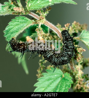 Peacock butterfly (Aglais io) caterpillar on stinging nettle host plant Stock Photo