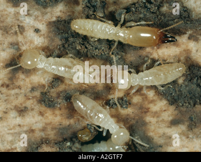 Termite workers and soldier Reticulitermes sp on rotten timber