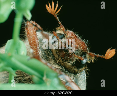 The antennae and head of an adult cockchafer Melolontha melolontha