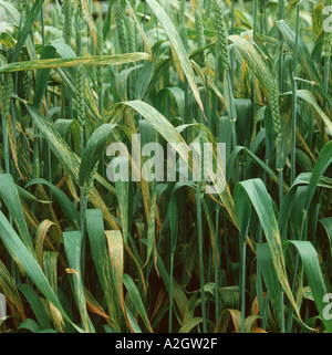 Severe yellow or stripe rust Puccinia striiformis on a wheat crop Stock Photo