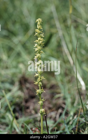 Musk orchid flower spike Herminium monorchis Stock Photo