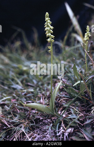 Single Musk orchid in flower Herminium monorchis Stock Photo