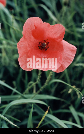 Close up of Long Headed Poppy Papaver dubium in grass Stock Photo