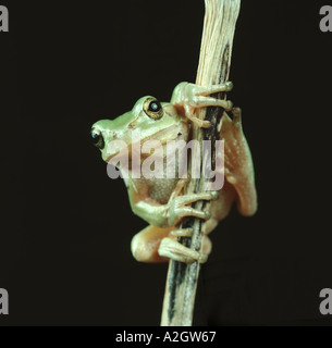 A green tree frog Hyla arborea on a stalk Stock Photo