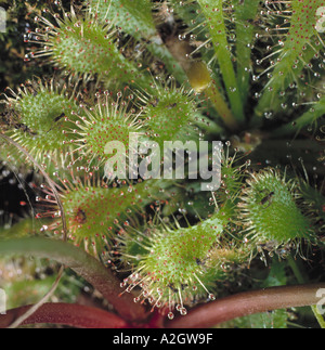 A round leaved sundew Drosera rotundifolia leaf with sticky hairs to trap insects which the plant digests for nitrogen Stock Photo