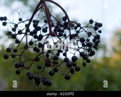 European black elder Sambucus nigra fruits Stock Photo