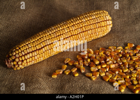 Dried Corn on the Cobb on a Grain Sack Stock Photo