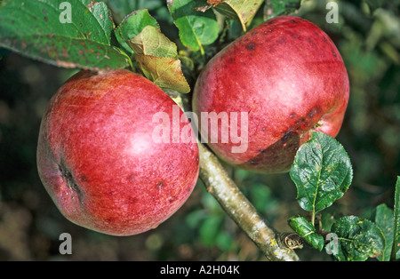 Two ripe cooking apples 'Howgate Wonder' on the tree in a Wiltshire garden in October UK EU Stock Photo