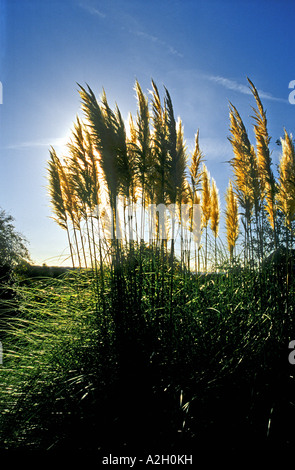 Pampas plumes [cortaderia selloana] in a garden Bromham Wiltshire England pictorial, sceneEU Stock Photo